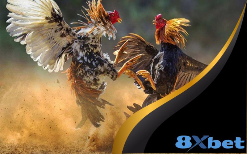 Các đặc điểm của Đá Gà Cựa Sắt