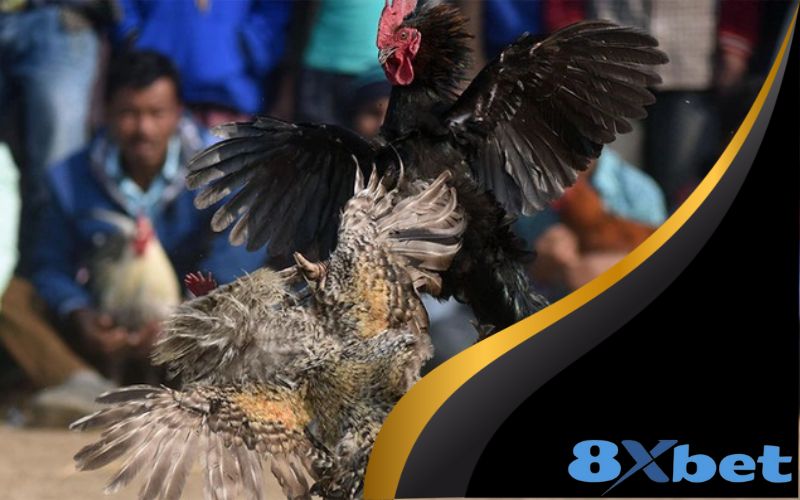 Cách tham gia cá cược đá gà C1